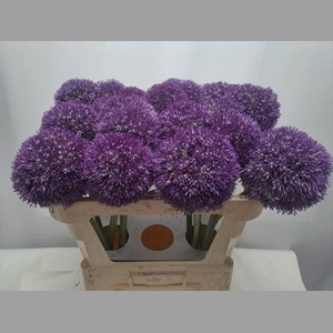 ALLIUM PINBALL WIZAR