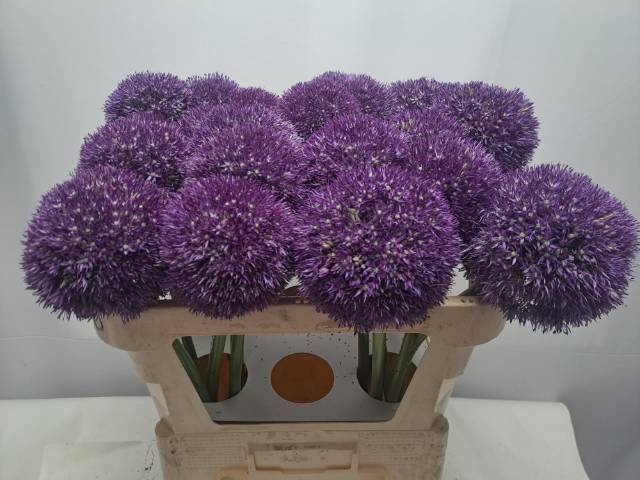 <h4>ALLIUM PINBALL WIZAR</h4>