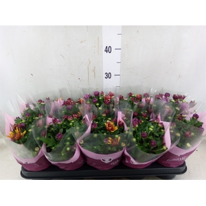 Chrysanthemum  'Artistic Jeff' .mix