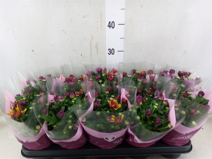 <h4>Chrysanthemum  'Artistic Jeff' .mix</h4>