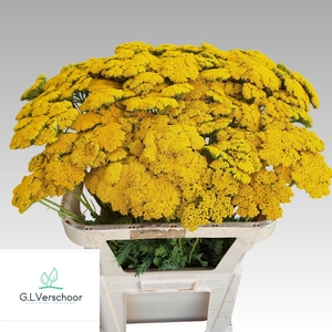 ACHIL PARKERS VARIETY