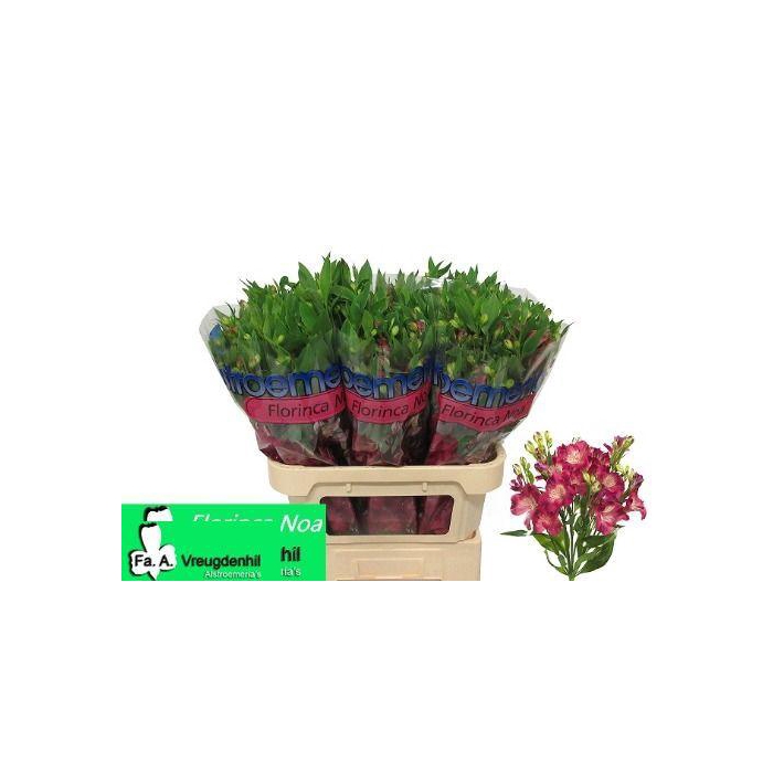 <h4>ALST FL NOA</h4>