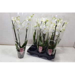Phal An Inverness