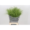 Panicum Fountain