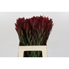 Leucadendron Saf Sunset Dark Red