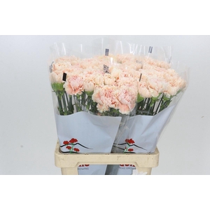 Dianthus St Cappuccino