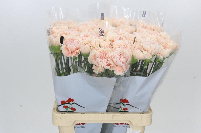 <h4>Dianthus St Cappuccino</h4>