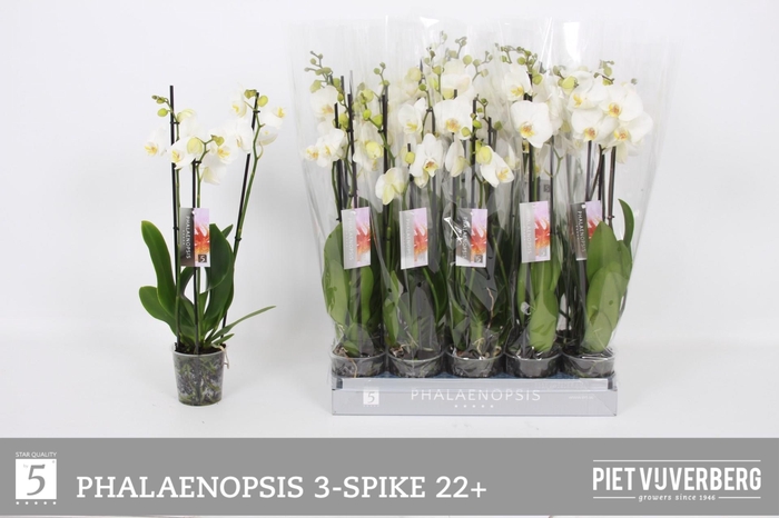 <h4>PHAL OV WIT</h4>
