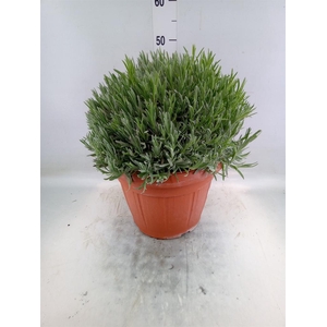 Lavandula angus.