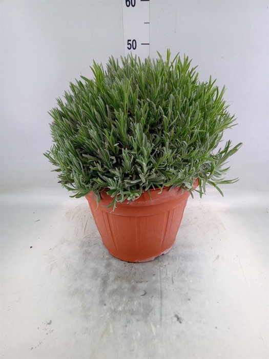 <h4>Lavandula angus.</h4>