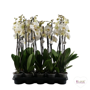 Phalaenopsis wit-gele lip - 2 tak 90cm