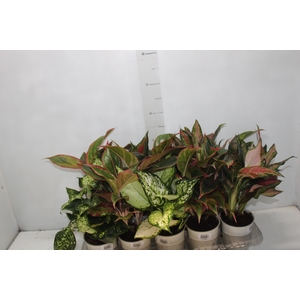 AGLAONEMA VARIADA P12