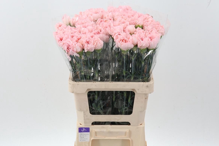 <h4>Di St Mudah Rosa IT</h4>