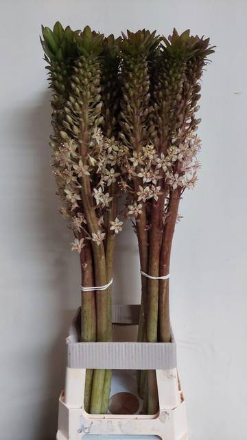 <h4>EUCOMIS OV</h4>