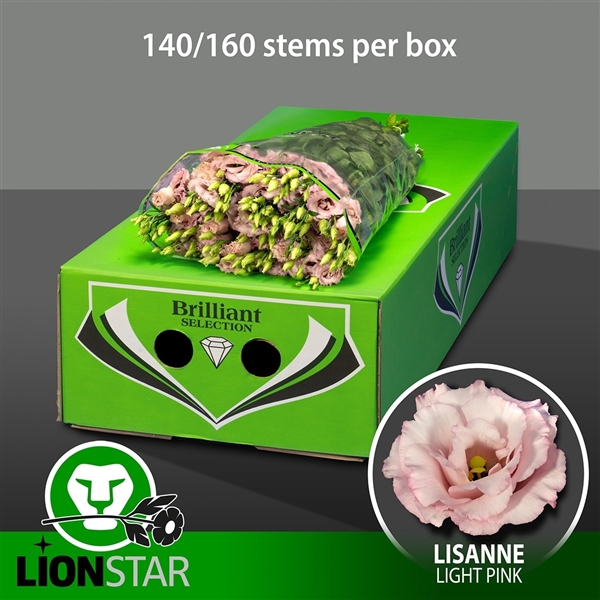 <h4>Lisanne Light Pink Export doos</h4>
