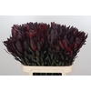 Leucadendron Saf Sunset Dark R.