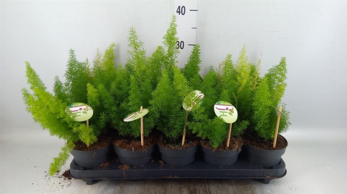 <h4>Asparagus dens. 'Meyers'</h4>