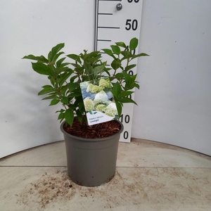 Hydrangea paniculata Limelight