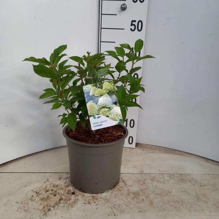 <h4>Hydrangea paniculata Limelight</h4>