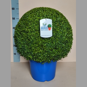 BUXU SEMPERVIRENS