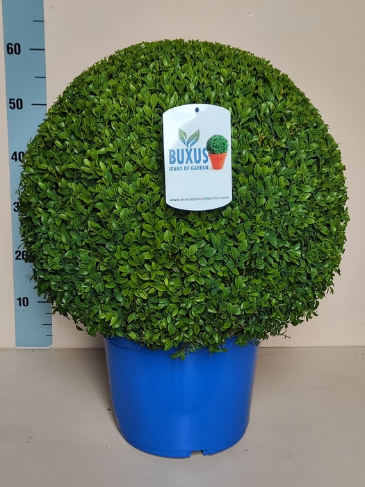 <h4>BUXU SEMPERVIRENS</h4>