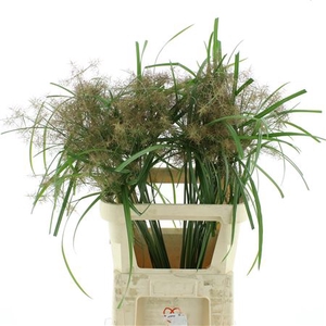 Cyperus Margot