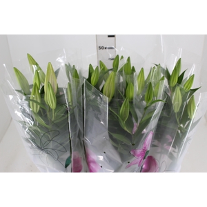 LIRIO P16 ROSA