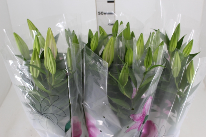 <h4>LIRIO P16 ROSA</h4>