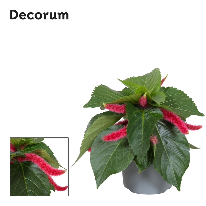 <h4>Acalypha Hispida Pink Decorum</h4>