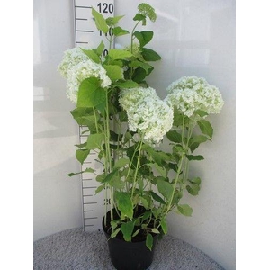 Hydrangea arb. Annabelle struik 60-80 cm P28