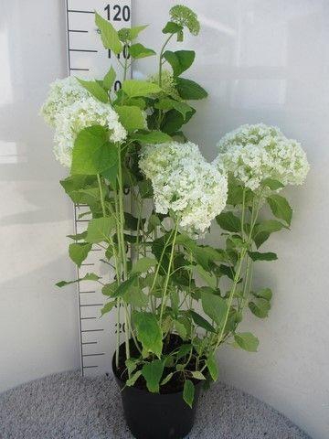 <h4>Hydrangea arb. Annabelle struik 60-80 cm P28</h4>