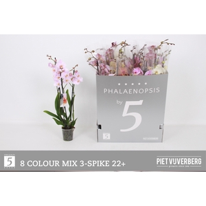 PHAL GEM 8 KL