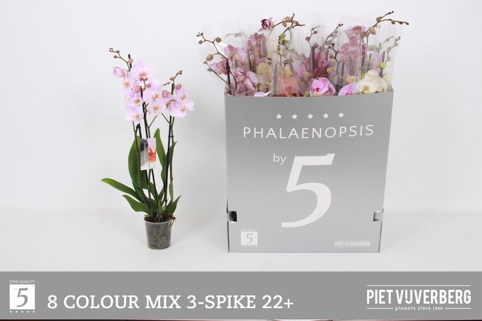 <h4>PHAL GEM 8 KL</h4>