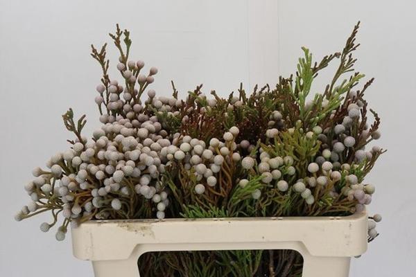 <h4>BRUN NODIFLORA</h4>