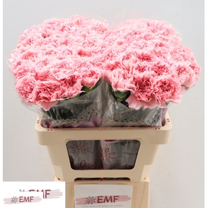 Di St Pink Montezuma