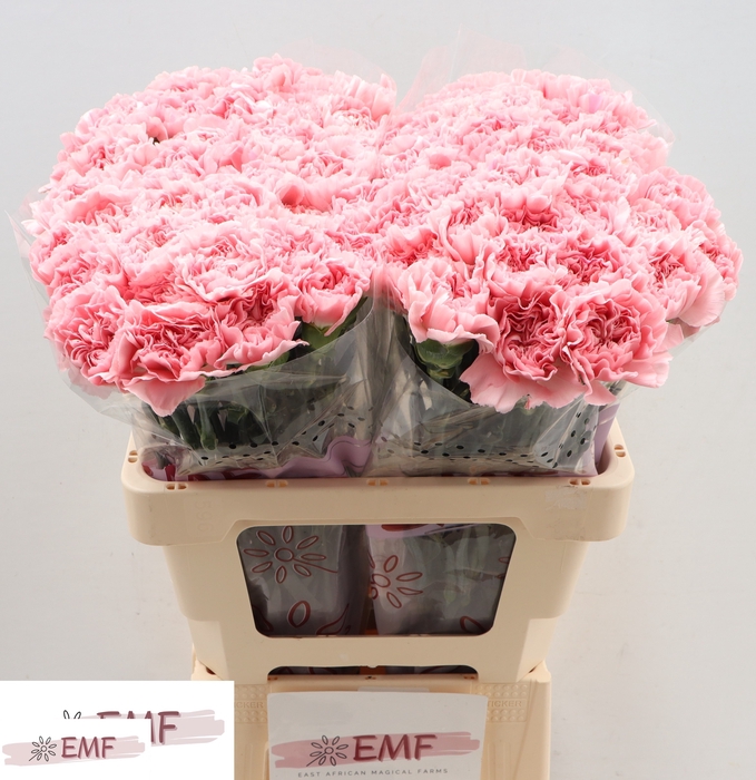 <h4>Di St Pink Montezuma</h4>