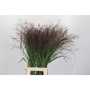 Panicum Warrior