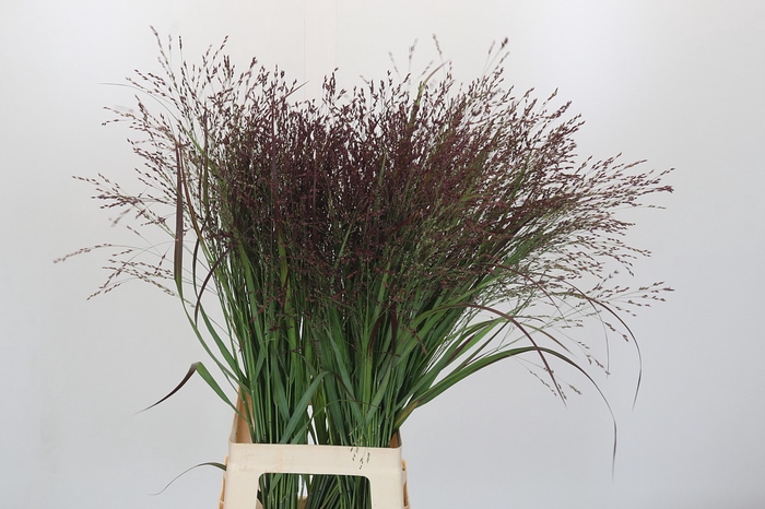 Panicum Warrior