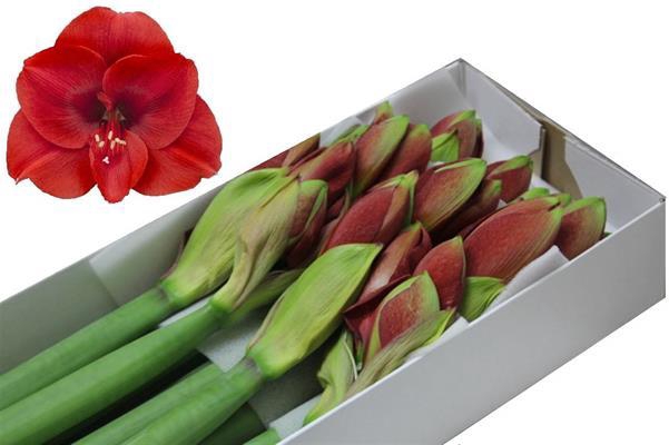 <h4>Hipp Ga Ferrari X12</h4>