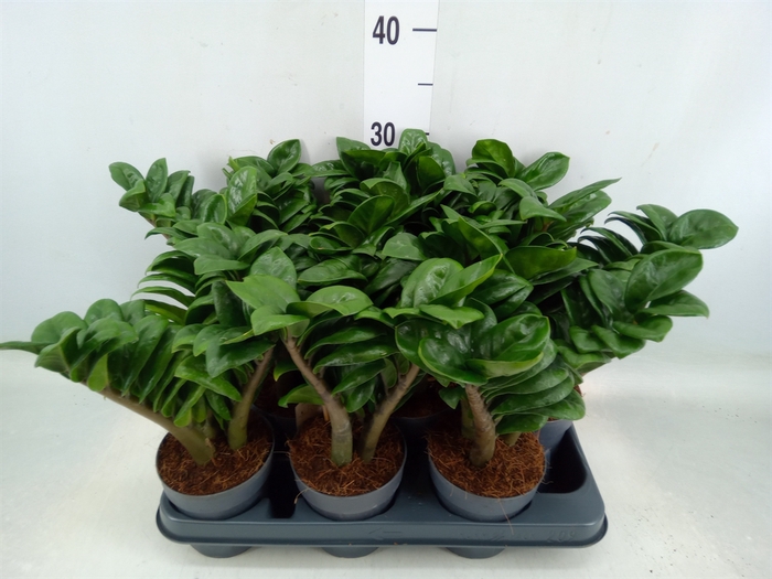 <h4>Zamioculcas zamiifolia 'Zenzi'</h4>