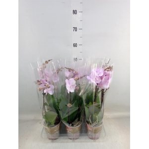 Phalaenopsis   ...rose