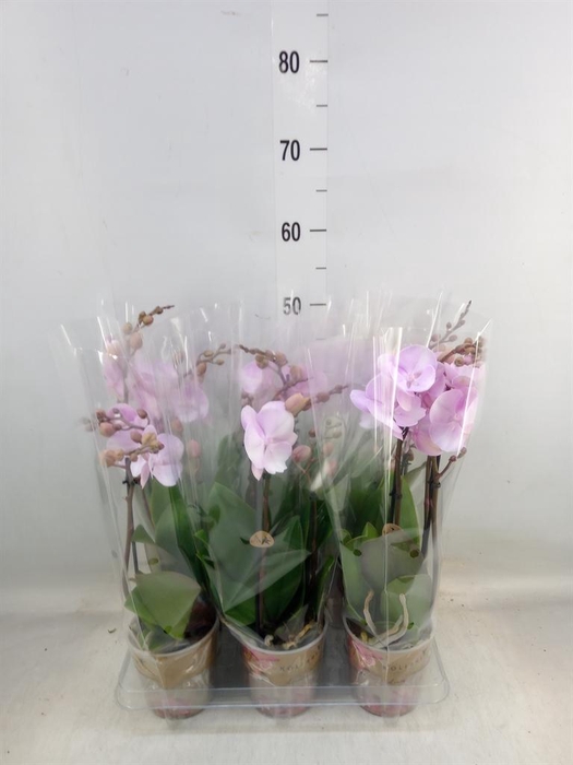 <h4>Phalaenopsis   ...rose</h4>