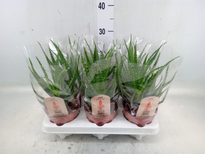 <h4>Aloe arborescens</h4>