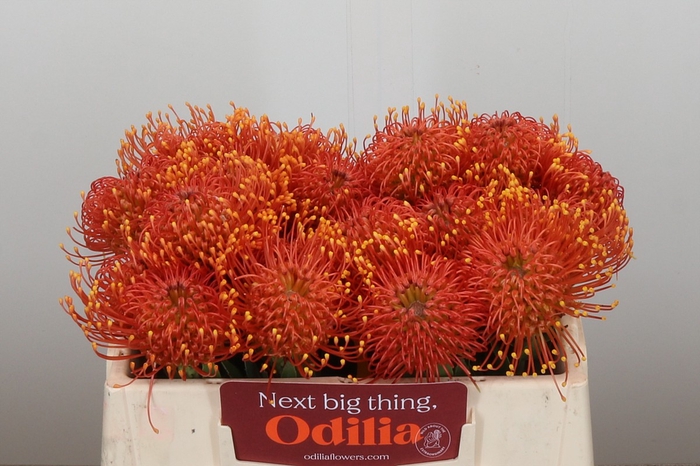 <h4>Nutans Gold Dust</h4>