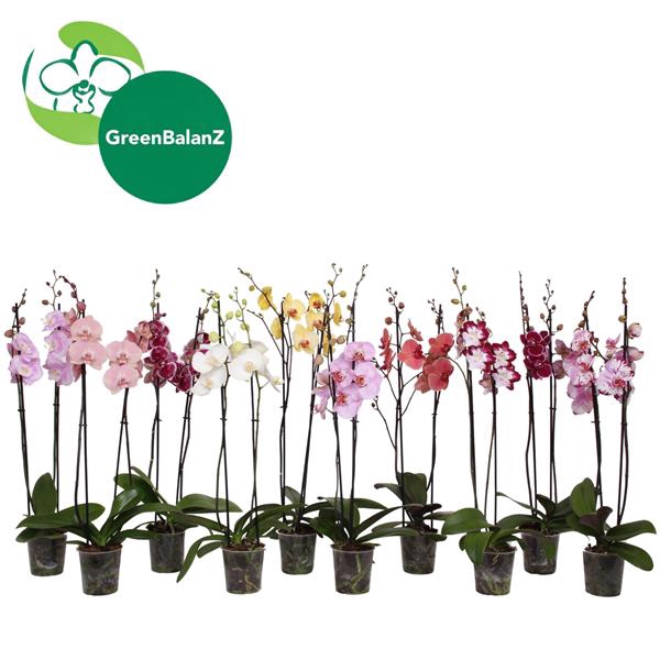 <h4>BalanZ - Phalaenopsis Mix 2t 16+/75-85</h4>