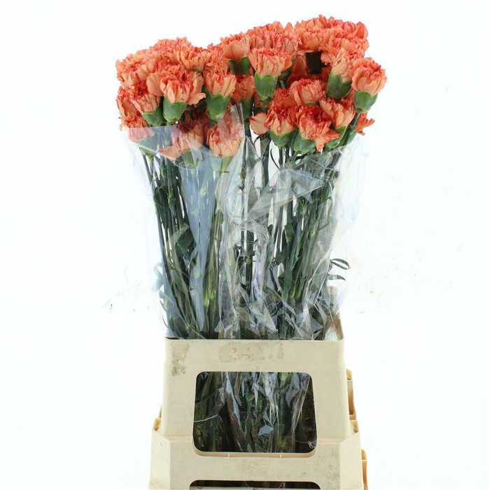 <h4>DI ST ORANGE MAGIC</h4>