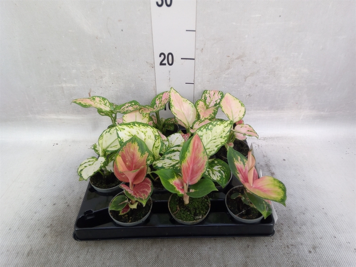 <h4>Aglaonema   ...</h4>