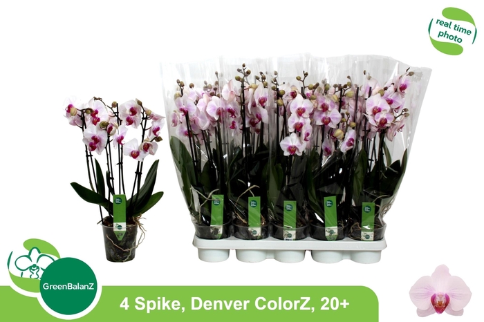 <h4>PHAL AN DENVER</h4>