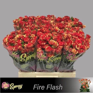 Rosa spray fire flash
