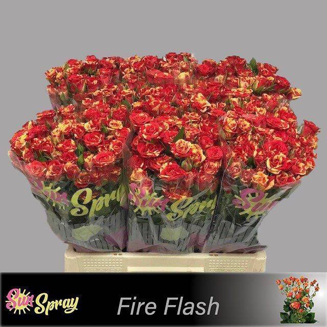 <h4>Rosa spray fire flash</h4>